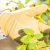 天狼月季 园艺防刺手套 多场合使用家庭园艺耐磨耐用手套憬芊 短款绿色S乳胶手套