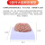 鸣固   脑模型脑功能区域色分模型 人体大脑解剖模型 人脑动脉构造脑神经模型 自然大脑-32个标识款