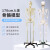 85CM人体骨骼模型 170CM骨架人体模型成人小骷髅教学模型脊椎身 170CM骨骼(无神经款)