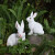 户外仿真小白兔子动物摆件草地园林景观雕塑小品装饰花园庭院装饰 大号卧姿 32513-5