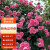 墨一藤本月季爬墙玫瑰蔷薇庭院四季开花 粉色达芬奇1-1.2M 源头直发