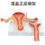 女性生殖模器模型女性生殖模器模型私密子宫模型教具妇科卵巢解剖 双侧卵巢解剖子宫