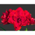 【5颗装】重瓣朱顶红大花盆栽花卉植物客厅绿植花卉大全 樱花 5颗+肥