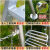 园林三角梯果园采摘梯子铝合金三脚梯园艺人字梯绿化修剪树枝 11步3.73米单支撑杆