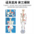 85cm人体骨骼模型170cm全身成人骨架人体模型小骷髅教学脊椎模型 骨骼挂图18无1张-尺寸40*60CM
