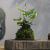 苔藓球心愿蕨蕨类植物盆栽耐阴迷你创意绿植室内办公桌面水培植物 心愿蕨苔藓球+紫砂托盘