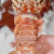 鲜承 大龙虾鲜活冷冻小青龙年货海鲜礼盒大礼包虾 澳洲龙虾 锦绣花龙0.8-1.2斤/只