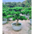 罗汉松老桩大型盆景造型树迎客松室内盆栽绿植雀舌罗汉松球形盆栽 一物一拍F15 含盆