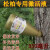 松柏激活液插瓶营养液通用型核能素树干注入液松树柏树营养液营养 一瓶300毫升正远通用