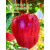 格沃斯（GEWOSI）甘肃天水花牛苹果10斤新鲜水果整箱当季红蛇3粉 85mm（含）-90mm(不含) 越大越好吃 10斤