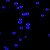 红色/绿色/黄色/蓝色聚苯乙烯荧光微球稀土铕时间分辨荧光微球 20毫升 10%固含量100mg/ml