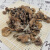 京材东北榛蘑新货小鸡炖蘑菇干货香菇500g食用农产品菌类