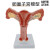 女性生殖模器模型女性生殖模器模型私密子宫模型教具妇科卵巢解剖 双侧卵巢解剖子宫