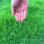 易速汇 狗牙根 工地草坪种子草籽护坡绿化 1公斤