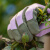 天狼月季 园艺防刺手套 多场合使用家庭园艺耐磨耐用手套憬芊 短款绿色S乳胶手套