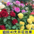靠森（Kaooseen）红玫瑰花树苗8年老桩月季花苗特大花红玫瑰老根四季开花浓香花卉 三颗一起种植效果更佳 不含盆