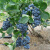 蓝莓种子蓝莓树苗种子阳台盆栽果园庭院蓝梅树果树苗种子 酷派 300粒 +肥料