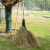 适用竹扫把农村扫马路庭院专用老式环卫大号扫帚扫雪扫把车间户外 芒草扫把(单个)