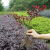 欧博绿化带花卉植物红花檵木球批发红花继木小树苗庭院球形红桎木苗木 红花积木1米毛球 高度