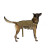 欧佰利 犬衣 训犬装备 训练搜救犬工作犬专用 犬用背心黑色XL