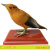 动物模型仿真套装羽毛鸟类生物教学模型幼儿园科普室动植物标本 麻雀