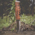 收藏级芬兰Roselli驯鹿鹿角超高碳钢便携短刀BC刀具 60以下