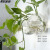 完壮【新款】能挂墙上的花盆创意水培玻璃花瓶悬挂式透明插 馒头12厘米+无痕钉
