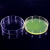 海斯迪克 HKQS-150 加厚玻璃培养皿 细胞培养高硼硅培养皿 玻璃高透明平皿 90mm(10个) 
