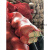 网袋装大蒜洋葱加密网眼编织袋鸡鸭包装袋南瓜土豆网兜工业品 加密直黄45x75(承重约30斤 100条
