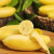 懿庄园 FRUIT MANOR禁止蕉绿7-9斤装 禁止蕉绿7.5-9斤 净5.5-7斤 5.5斤