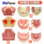 TWTCKYUS上颌窦提升操练模型 种植牙练习模型 口腔种植 软牙龈 齿科材料 上颌前缺失种植模型1个