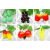 仿真水果藤条葡萄叶树叶绿叶塑料植物水管道假花藤蔓吊顶饭店装饰 大叶小葡萄1包（5条）
