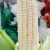带皮白玉米香糯苞谷玉米棒2024年新鲜老品种生玉米粗粮蔬菜现摘 5斤