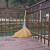 竹扫把农村老式竹丝扫帚笤帚户外环卫通用大扫把扫院子 鬃毛扫帚 长1.4米