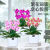 蝴蝶兰盆栽带花苞客厅室内好养花卉绿植兰花带花剑办公室桌面植物 四方吸水盆-甜格格