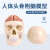 成人1：1头颅骨解剖标本 医学仿真人体头骨模型 可拆卸彩色骷髅头 A2款白头骨带脑