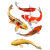 墨煜纯种锦鲤活鱼观赏鱼红白三色活体好养耐活闯缸鱼淡水冷水小鱼 白金锦鲤8-10 2