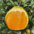 无品牌一件代发黑美人棕橙宗橙巧克力橙子果农直销现摘当季新鲜水果批发 5斤-大果果径75mm+