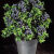 姒桀30粒 高丛蓝莓灌木果实种子 矮蓝莓种子 全国可种 南方北方 高丛蓝莓 30粒包