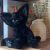 恩宝乐普莱美猫咪可爱创意普莱美猫咪KUKI卡奇德文卷毛黑猫玩偶公仔网红 猫27厘米
