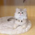 蓝金渐层矮脚猫幼猫纯种宠物猫咪赛级ay12色英短蓝金渐层小猫幼崽 血统级