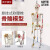 85cm人体骨骼模型170cm全身成人骨架人体模型小骷髅教学脊椎模型 H款85CM悬挂式骨骼韧带及着色
