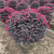 欧博绿化带花卉植物红花檵木球批发红花继木小树苗庭院球形红桎木苗木 红花积木1米毛球 高度