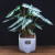 纳格兰小仙女植物盆栽花观音莲竹芋办公室内植物客厅桌面 小仙女塑料盆(一盆) 不含盆