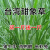 花观上甜象草种子台湾甜象草美洲狼尾草牧草种植物草皮草坪牧草种子 多年生黑麦草