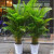 泰西丝大型散尾葵凤尾竹富贵椰子盆栽室内客厅花卉植物盆景 1.6-1.8米 不含盆