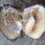 萨拉拉珍珠蚌自己开鲜活活体养殖自己开特大珍珠蚌壳蚌苗大河蚌多珠蚌 4个送本品1个 以开出为准