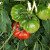寿禾 马蹄大番茄苗带土种苗疏菜种孑盆栽西红柿种植春冬 马蹄番茄种子40粒