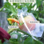 铸固 防鸟防虫纱网  可收缩透光水果蔬菜专用套袋网 保护袋 40x60cm /15个