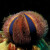 兴国海蓝礼服海胆 彩色海胆 粉红海胆 魔鬼海胆 活体除藻海胆 兴国海 礼服海胆3~4cm